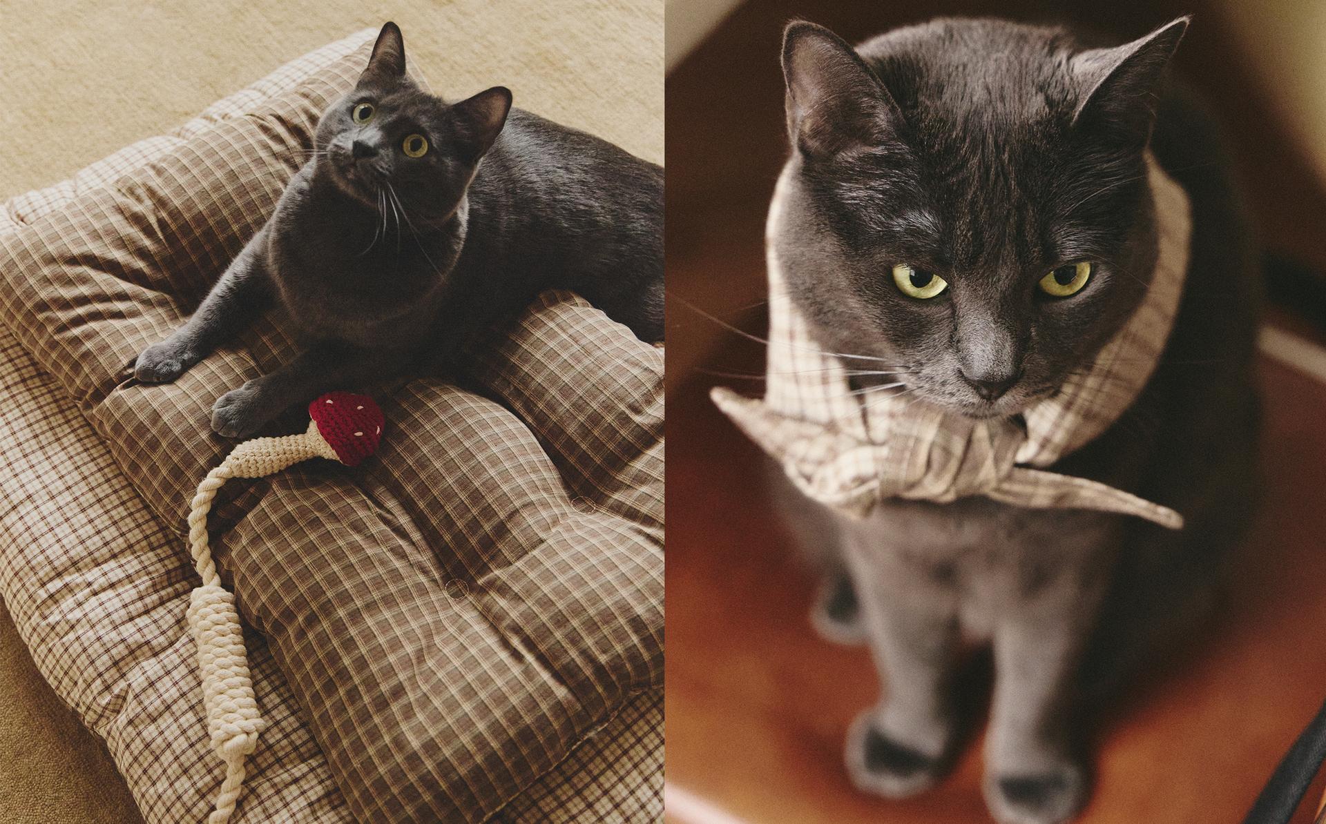 TOPPER, BANDANA XADREZ E BRINQUEDO COGUMELOS ANIMAIS DE ESTIMAÇÃO