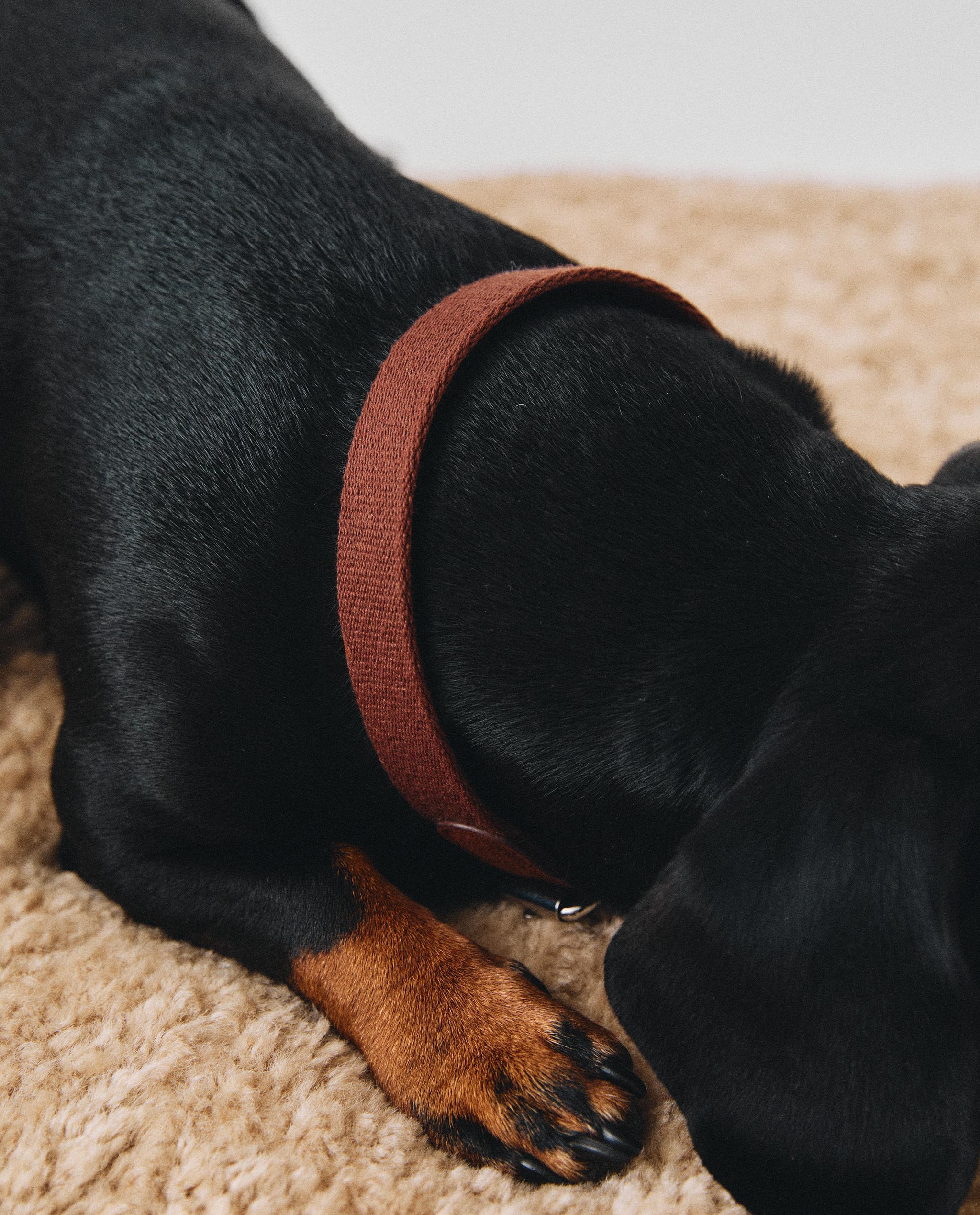 LEATHER PET COLLAR product thumbnail 12