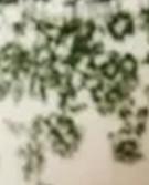 MASLINASTA