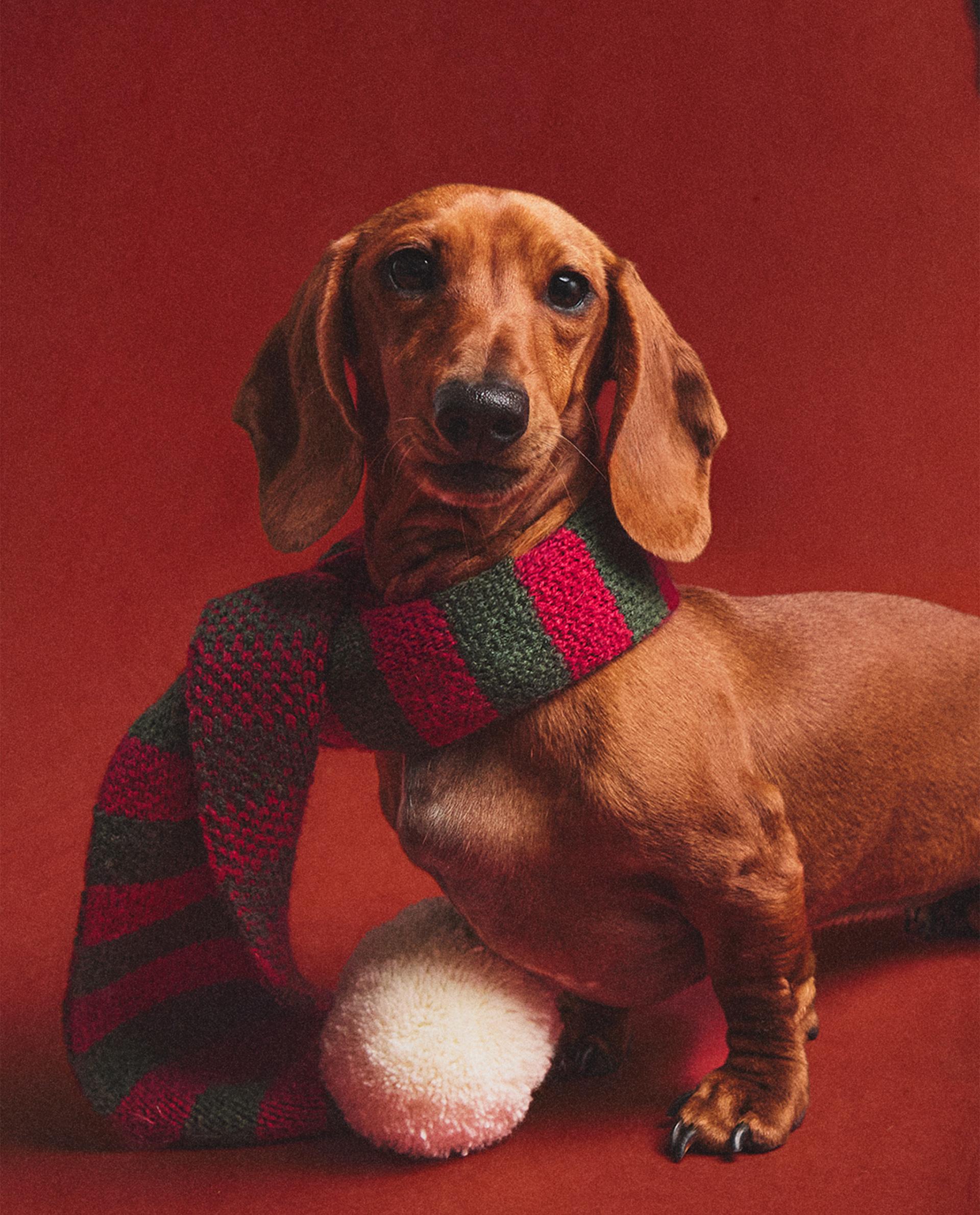 リバーシブル赤ベージュストライプマフラー ペット用 クリスマス ストライプ マフラー | Zara Home 日本/Japan