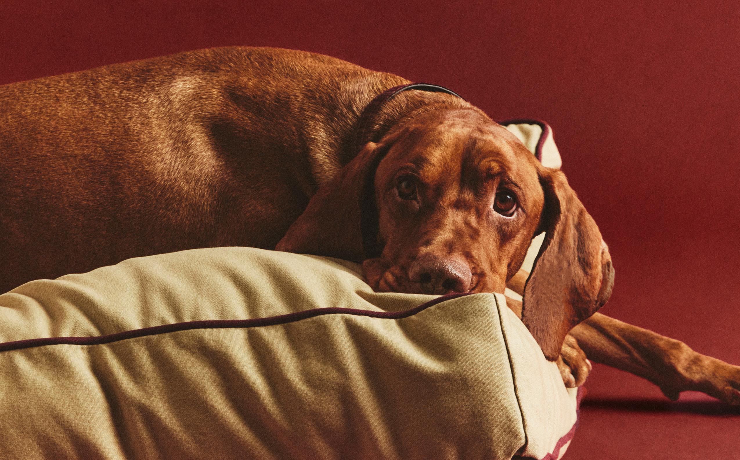 zara ラタン ペットベッド ZARA HOME シーグラス ペットベッド zarahome ラタン ペットベッド