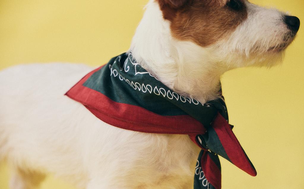 BANDANA FÜR HAUSTIERE AUS BAUMWOLLE MIT PAISLEY-MUSTER