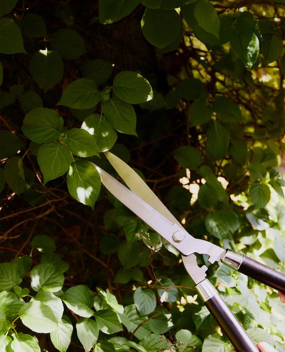 SHORT GARDEN HEDGE SCISSORS SHORT GARDEN HEDGE SCISSORS