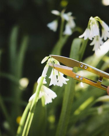 GARTENSCHERE FÜR STECKLINGE