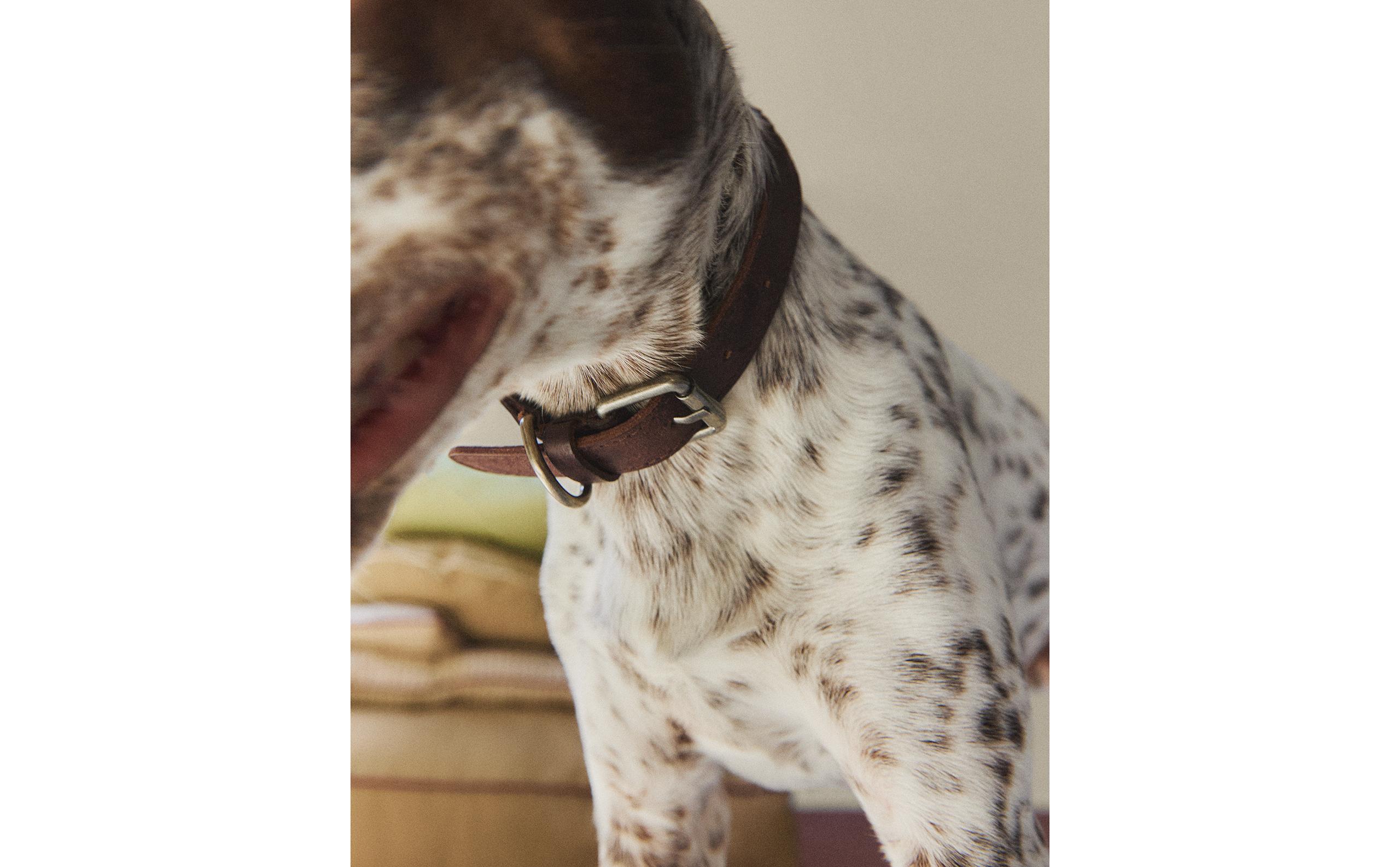 レザー編み込み犬用首輪 メタル装飾付き㉞ イヌ 編み込み レザー 首輪 | Zara Home 日本/Japan