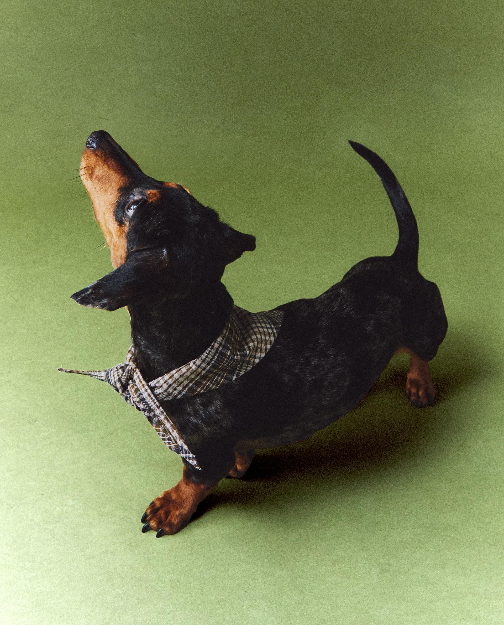 新作 コレクション | Zara Home 日本/Japan